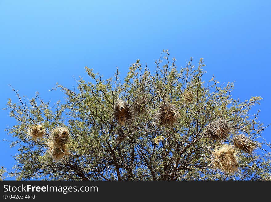 Sparrow weaver's (Plocepasser mahali) nests in acacia tree, Namibia. Sparrow weaver's (Plocepasser mahali) nests in acacia tree, Namibia