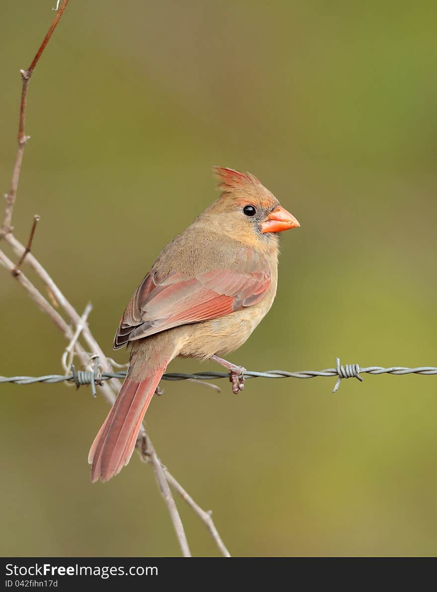 Female Cardinal