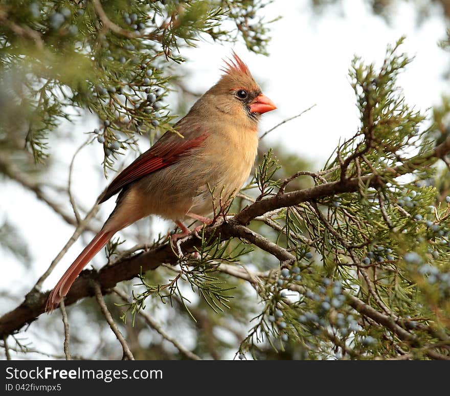 Female Cardinal