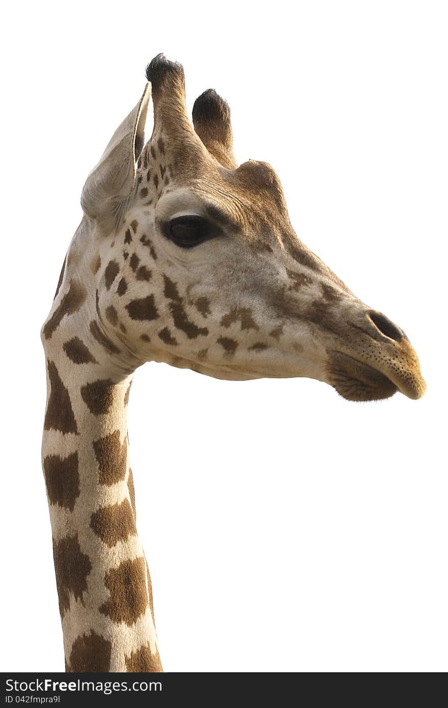 An isolated photo of a giraffe\'s neck and head