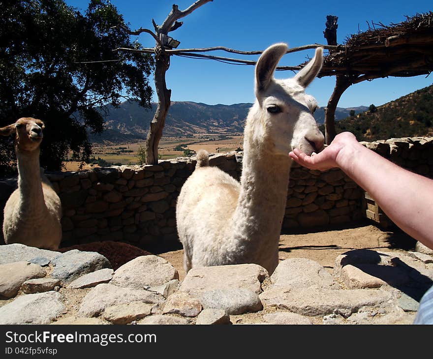 An small farm with white llamas, Valle de Colchagua, Central Chile. An small farm with white llamas, Valle de Colchagua, Central Chile