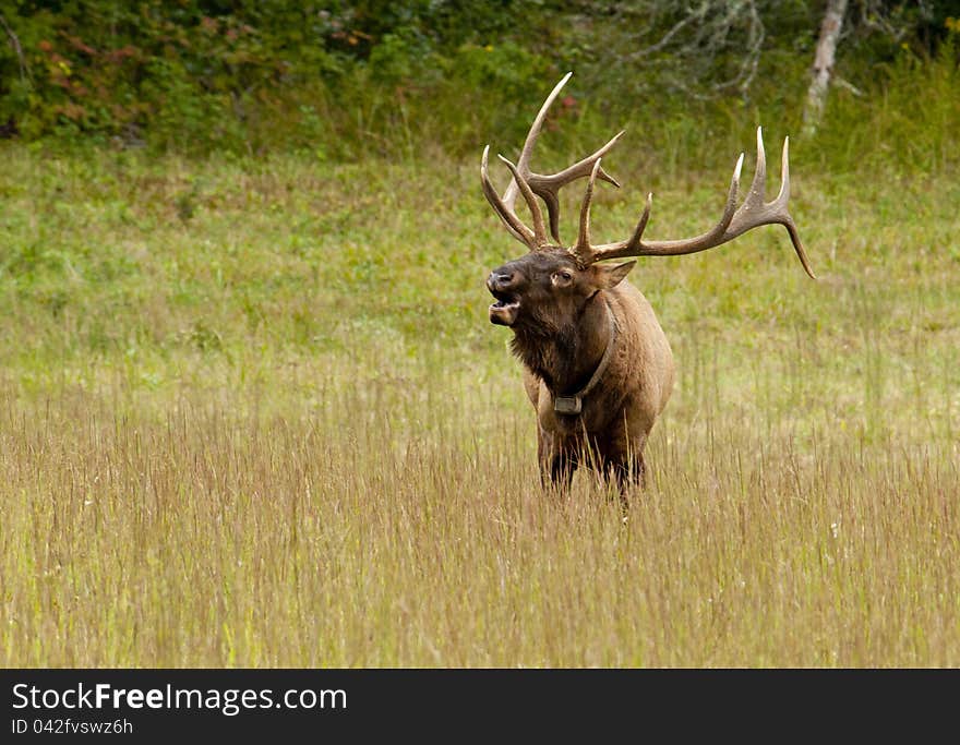 Male elk sounding a bugle