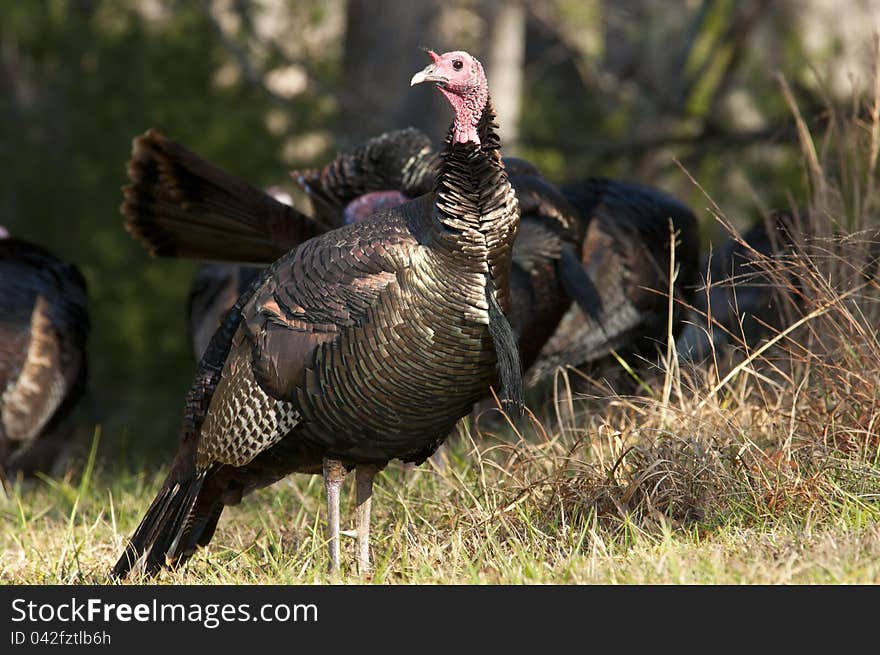 Male turkey watching his flock