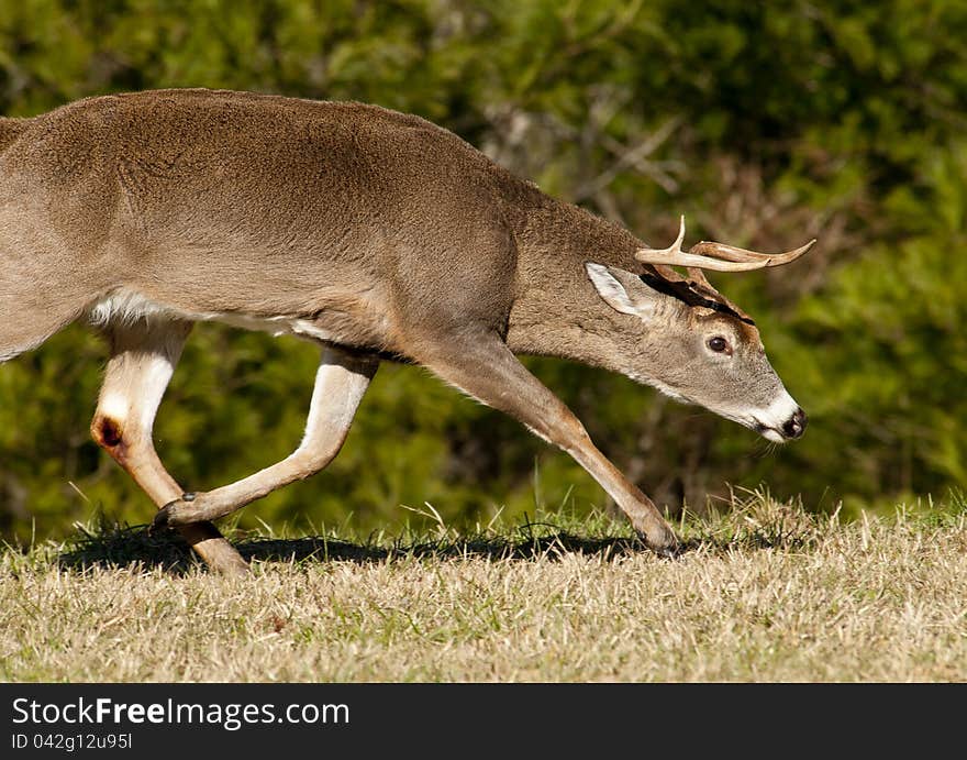 Aggressive Dominant White Tailed Buck