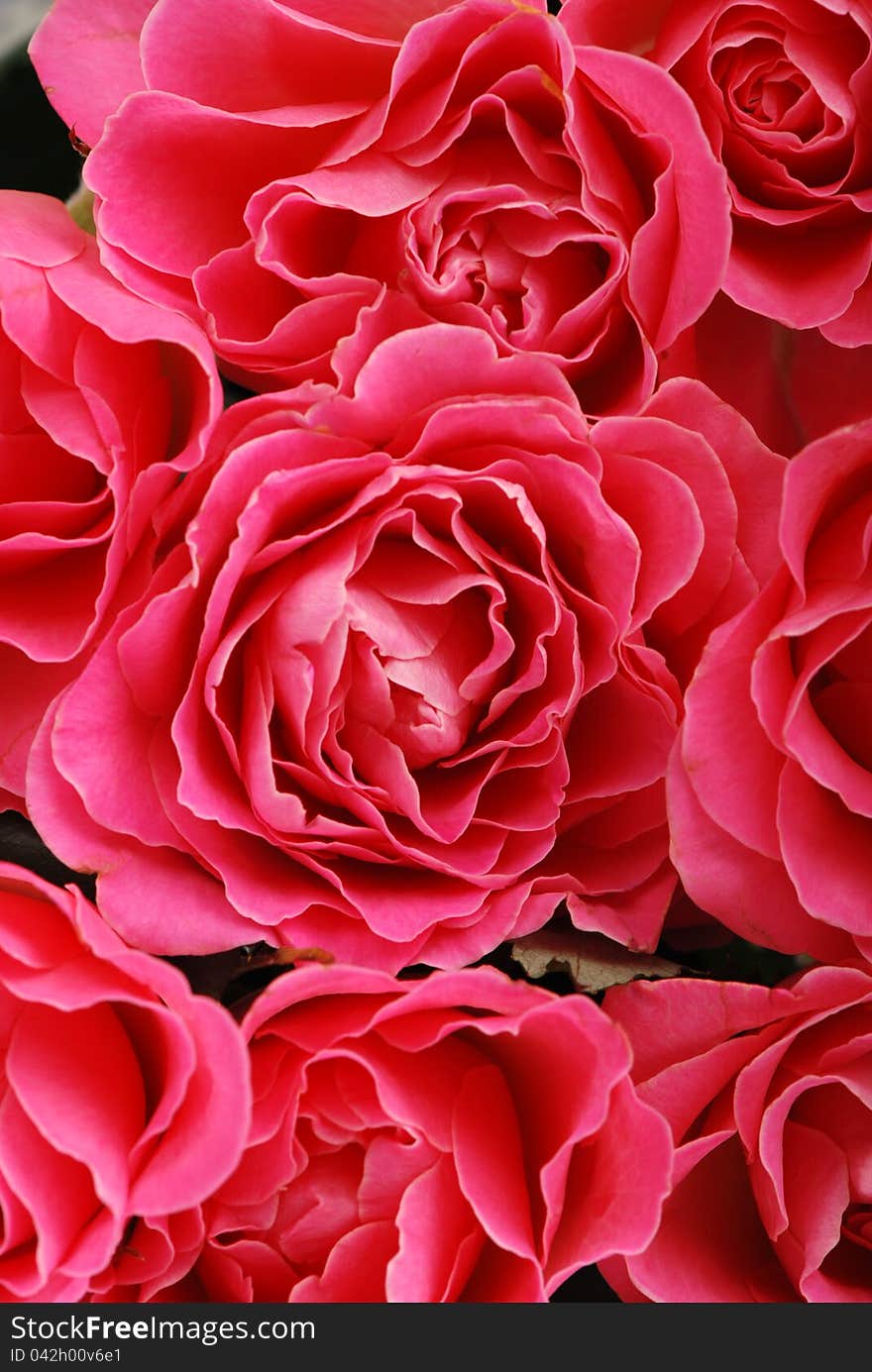 Studio photo of a lot of beautiful pink fresh roses background. Studio photo of a lot of beautiful pink fresh roses background