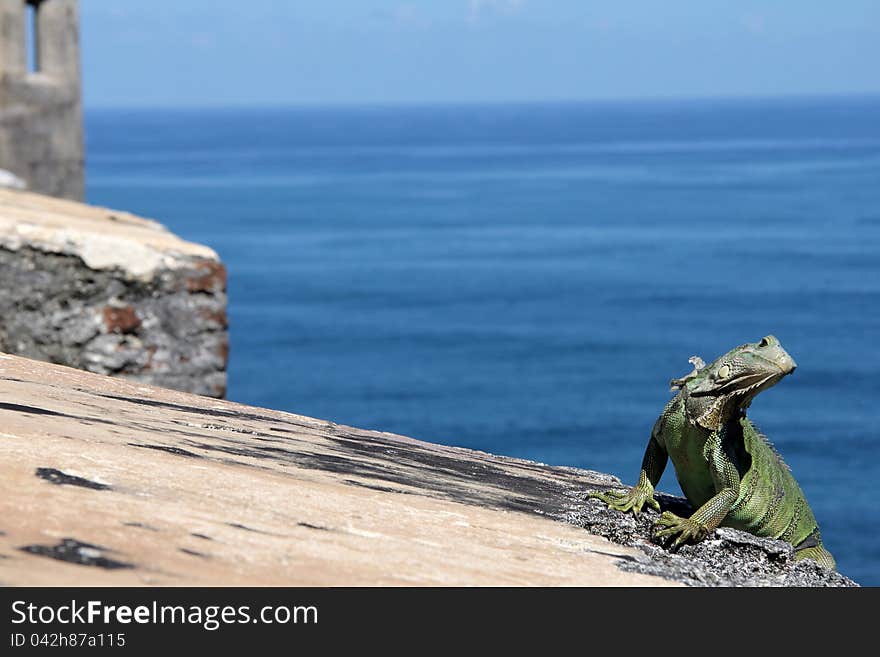 A green Iguana sits near a sentry post in the Castillo San Felipe del Morro.