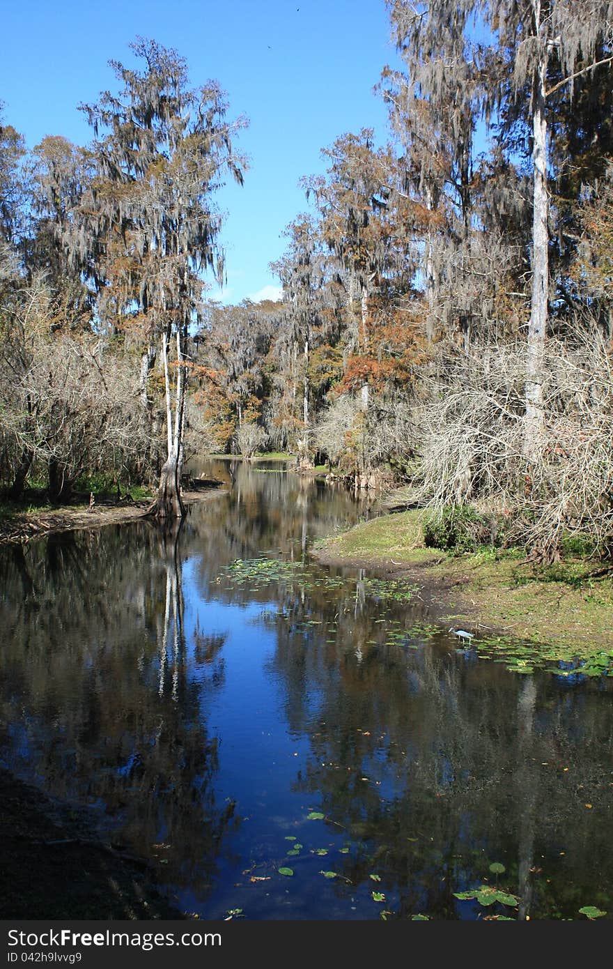 Taken in the winter showing the Cyprus trees and the water. Taken in the winter showing the Cyprus trees and the water