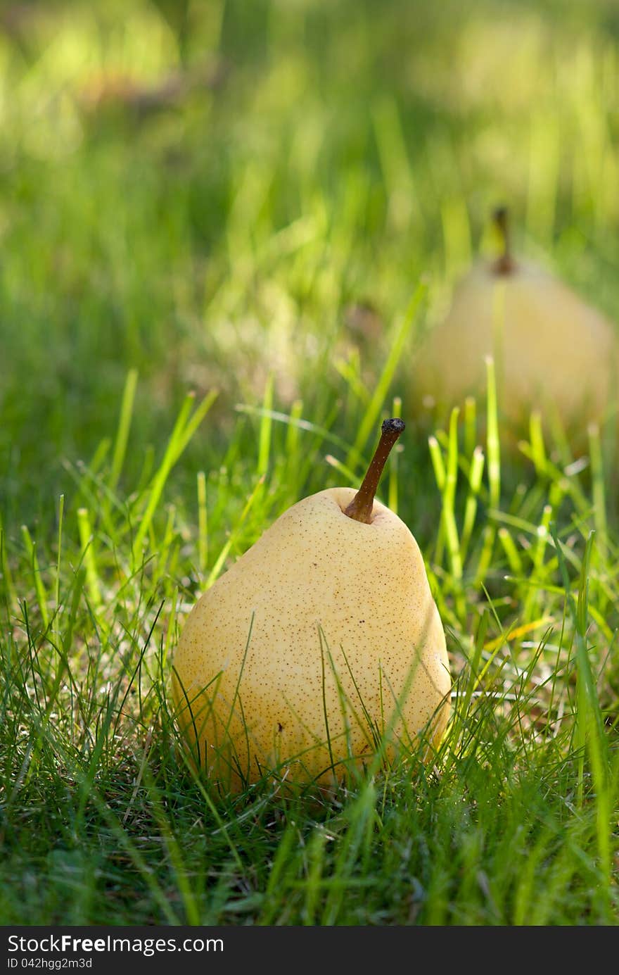 Pears lie on the grass