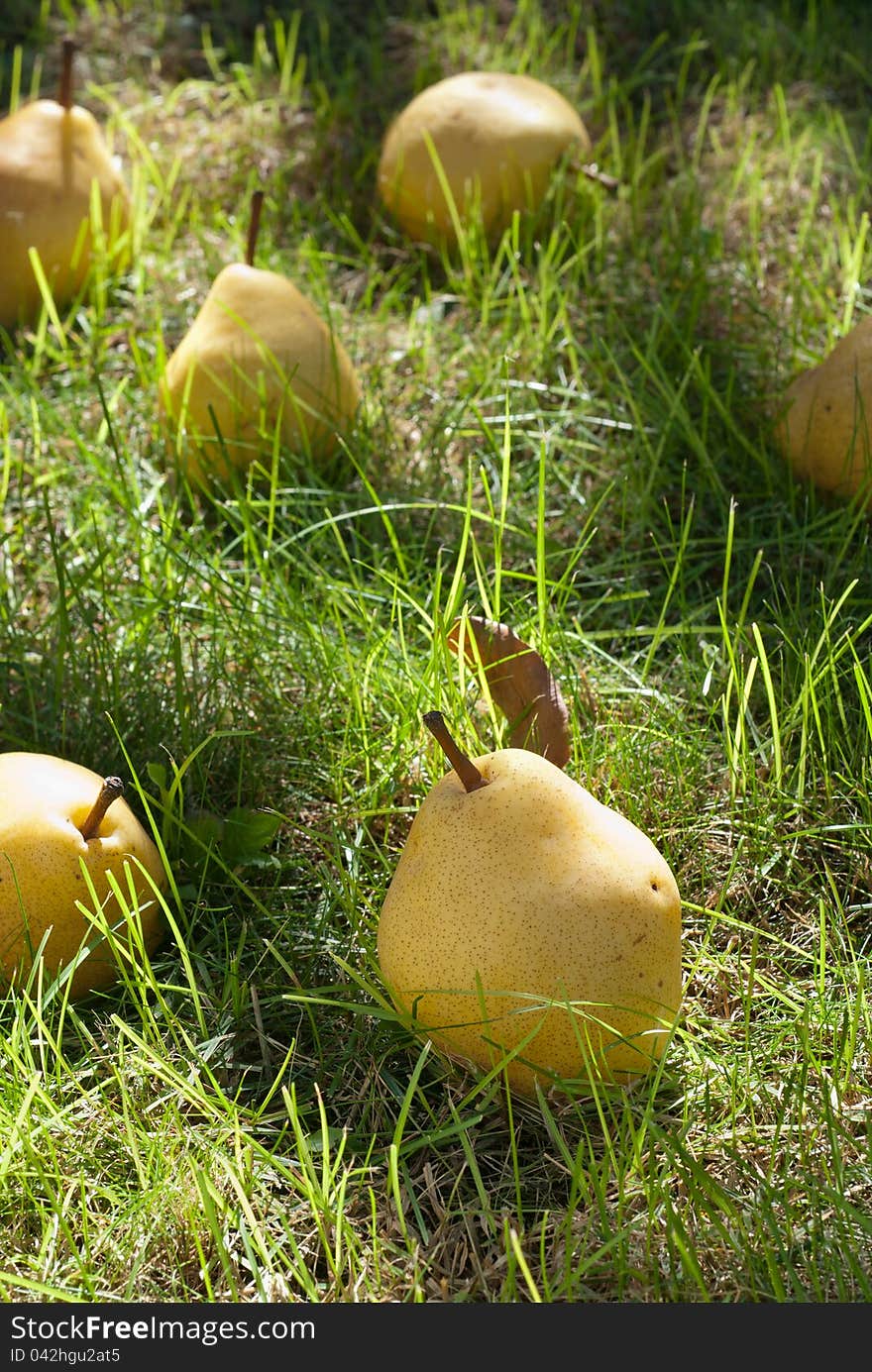 Many pears lie on the grass