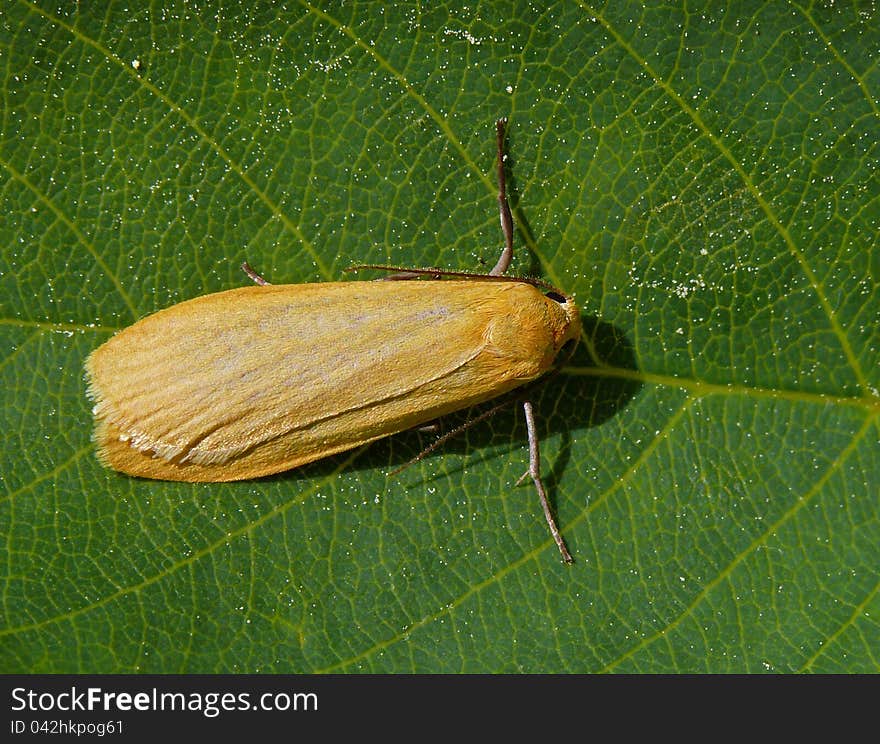 The Orange Footman (Eilema sororcula) sitting on a leaf. The Orange Footman (Eilema sororcula) sitting on a leaf.