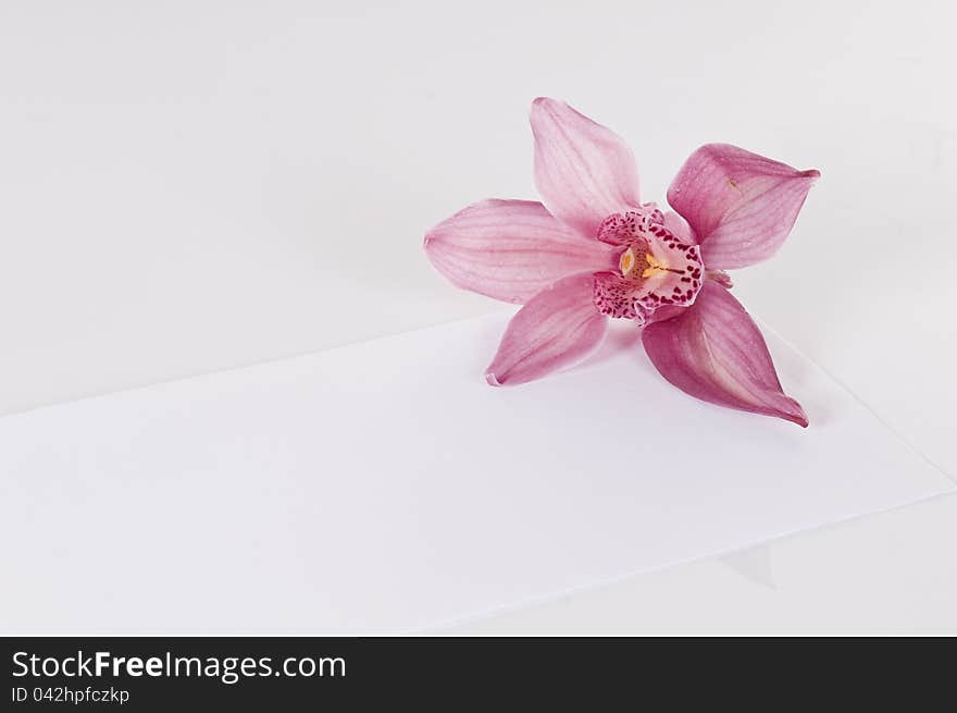 Concept with white paper envelope and pink orchid over white background