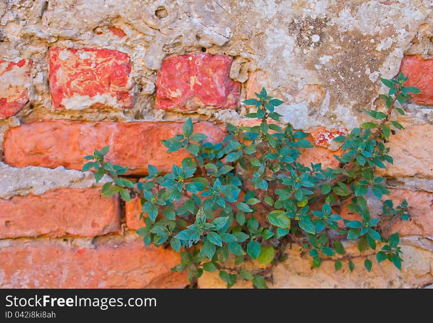 Green Plant On Old Red Bricks Wall