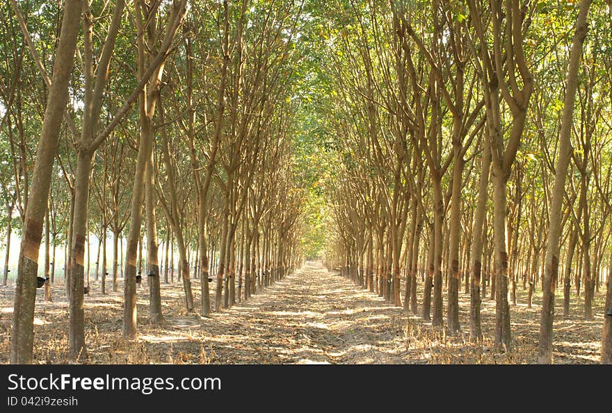 Rubber plantation