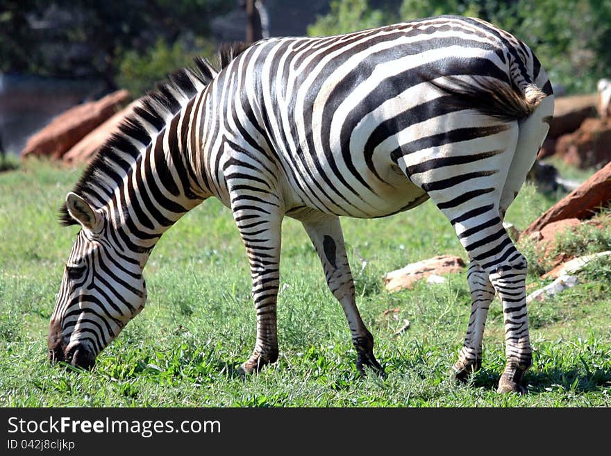 Zebra