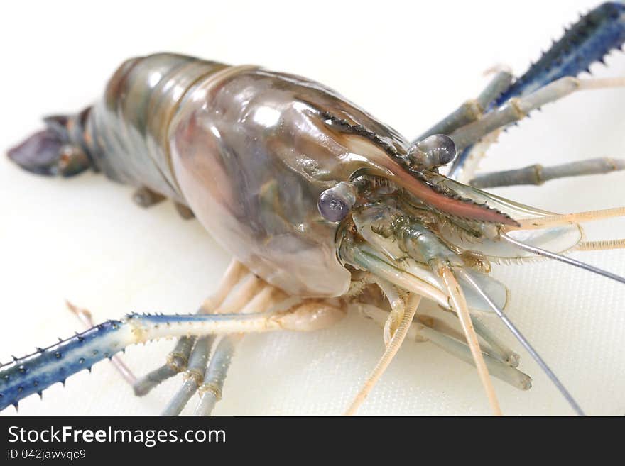 Macro shot of Raw black tiger prawn on white Plate Background (Selective focus). Macro shot of Raw black tiger prawn on white Plate Background (Selective focus)