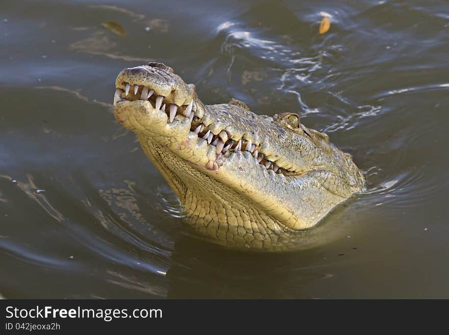 American Crocodile Closeup