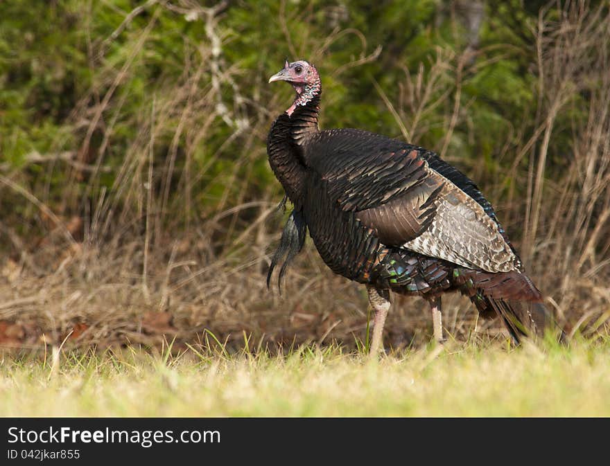 A single wild turkey