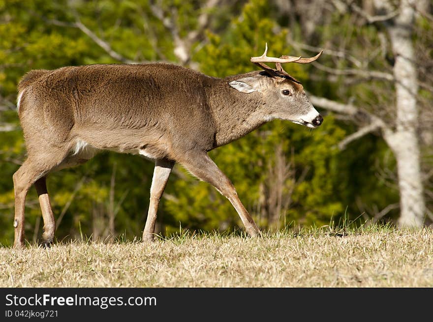 White tailed deer buck in rutting season