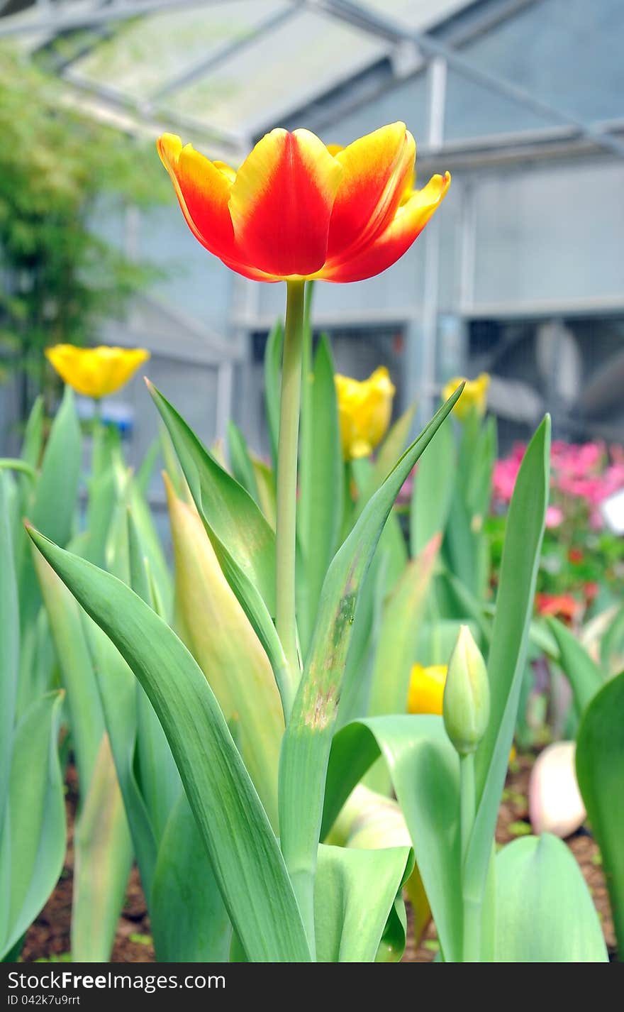 Beautiful orange tulips in park