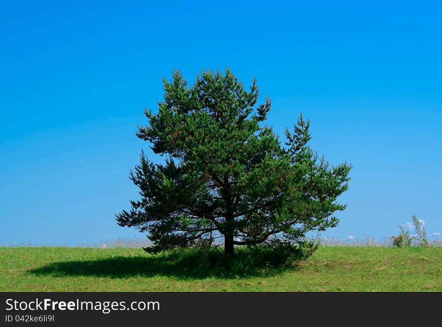 Lonely pine tree