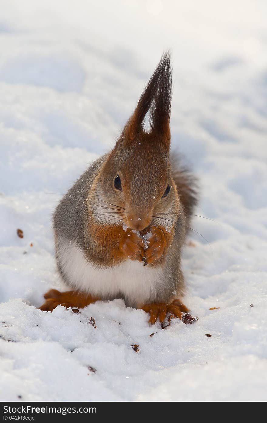 Squirrel on white snow eat a nut. Squirrel on white snow eat a nut