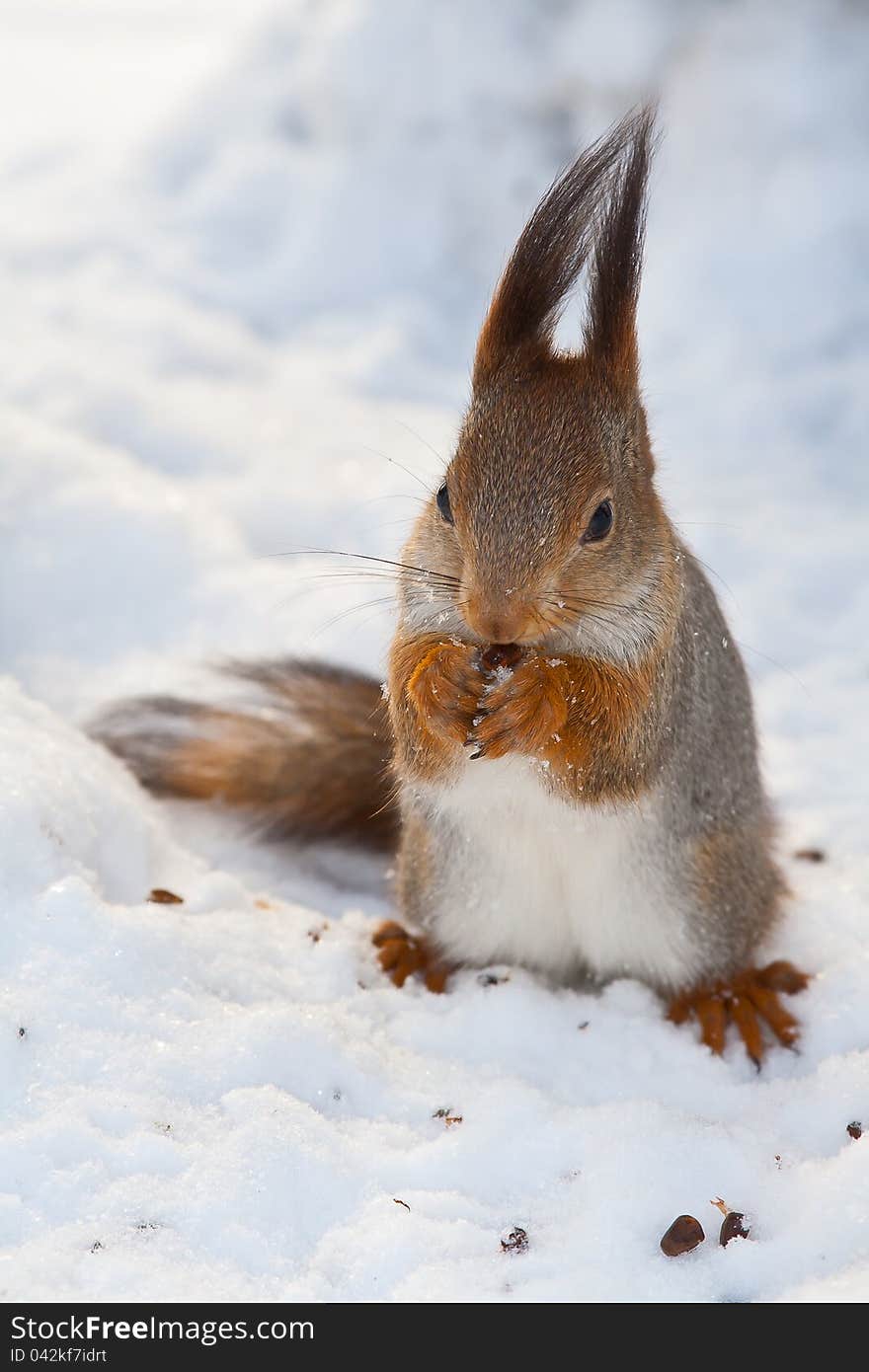 Squirrel on white snow eat a nut. Squirrel on white snow eat a nut