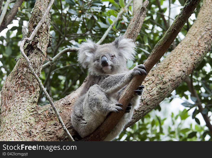 Koala on the branch of a tree