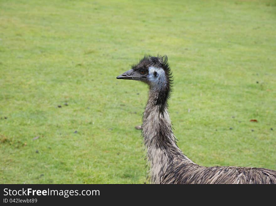 Ostrich