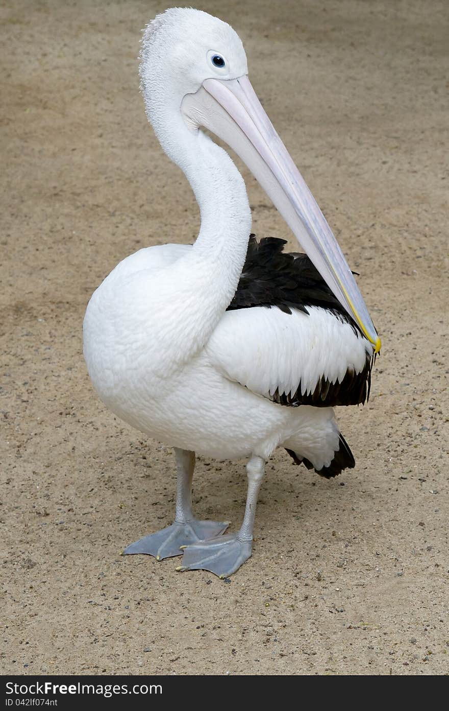 Pelican stands on the sand