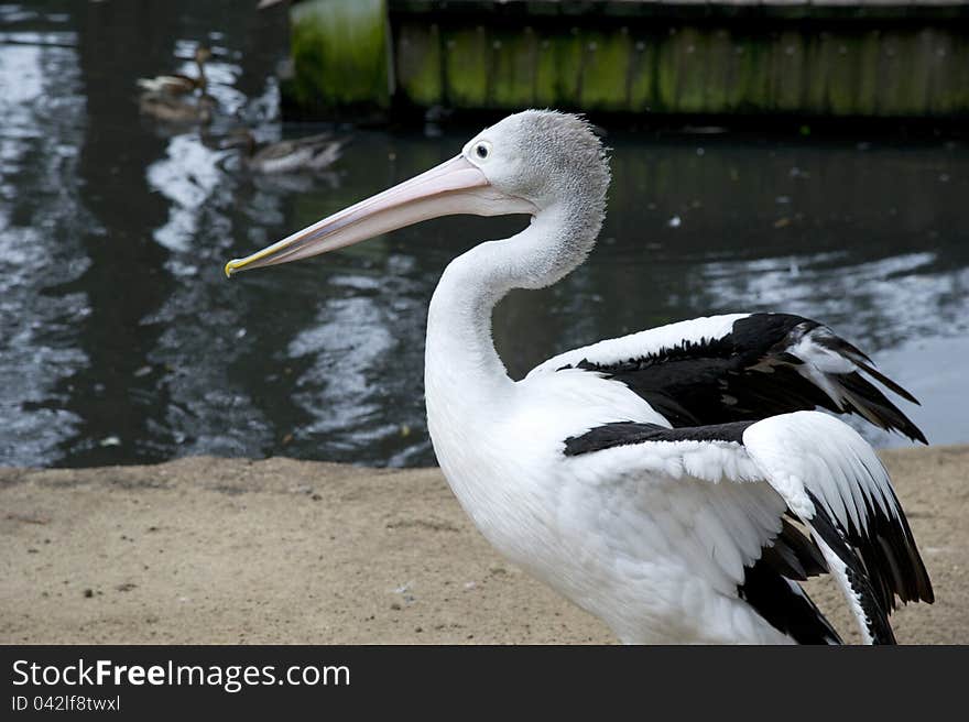 Pelican stands on the sand on the background of water