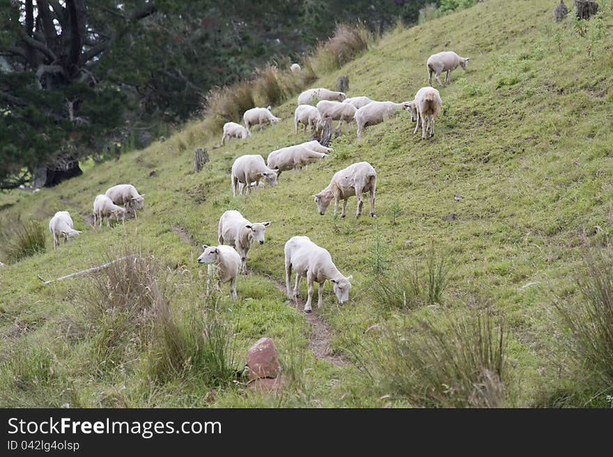 Herd of sheep