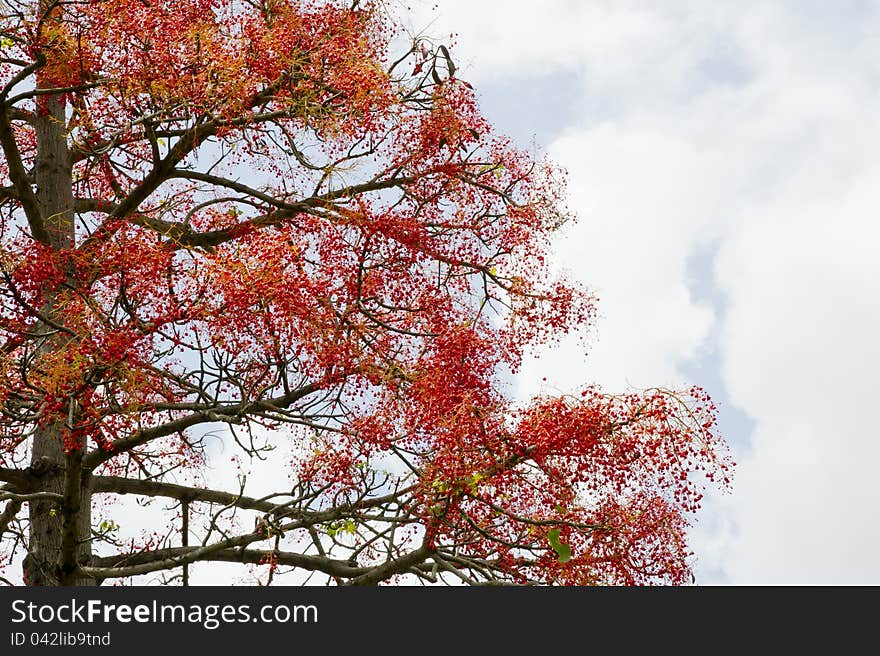 Tree with red berries