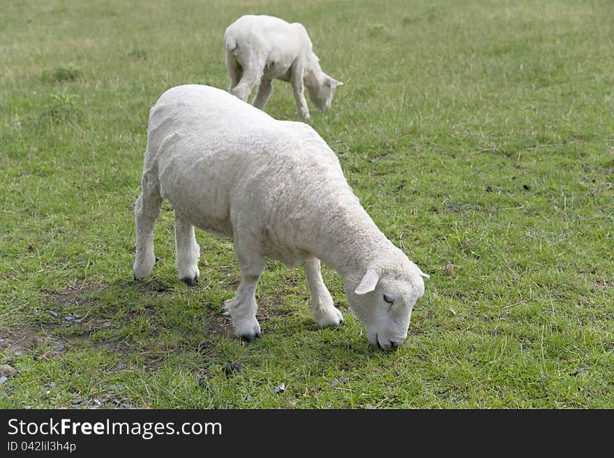 Sheep on the grass field in New Zealand