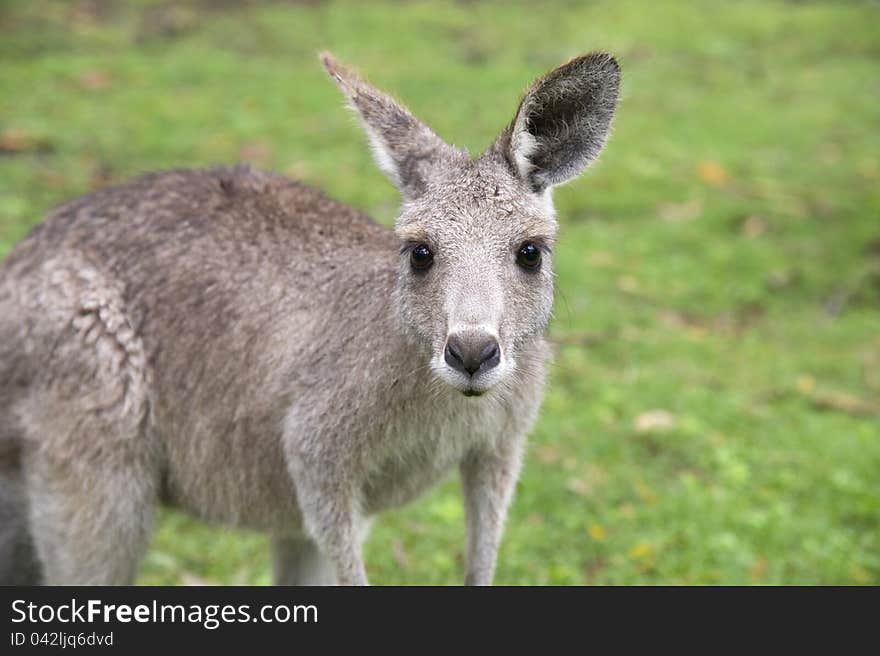 Young kangaroo