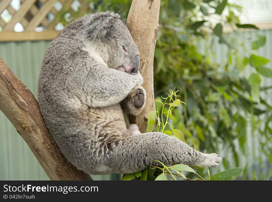 Sleeping Koala