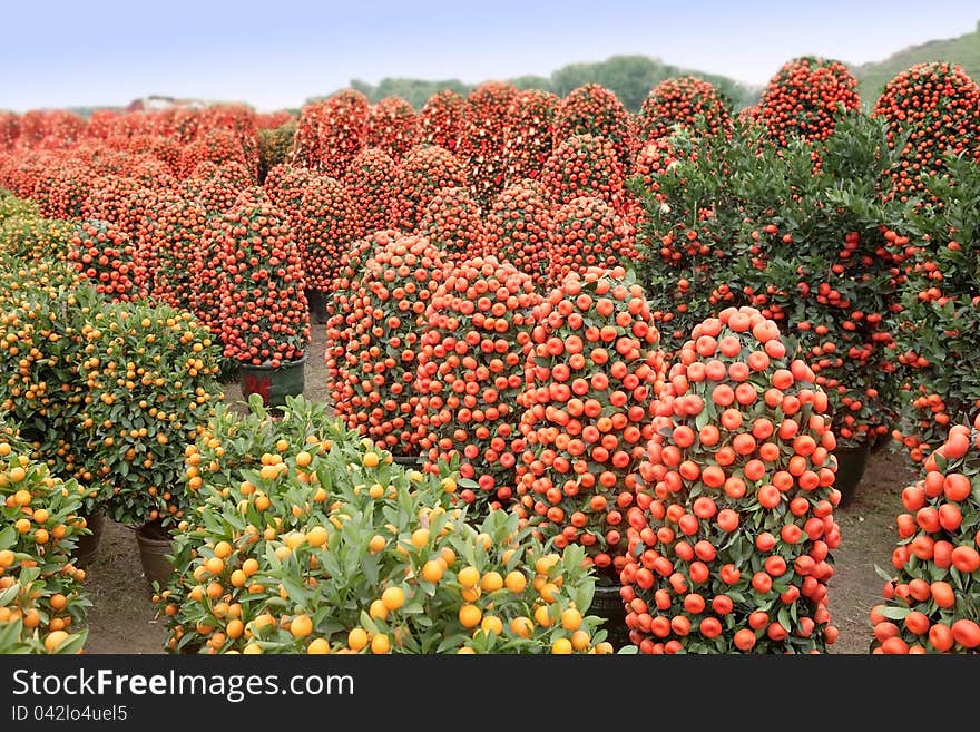 Kumquat and citrus symbolize auspicious wishes in China.The picture shows a lot of new year plant for sale. Kumquat and citrus symbolize auspicious wishes in China.The picture shows a lot of new year plant for sale.