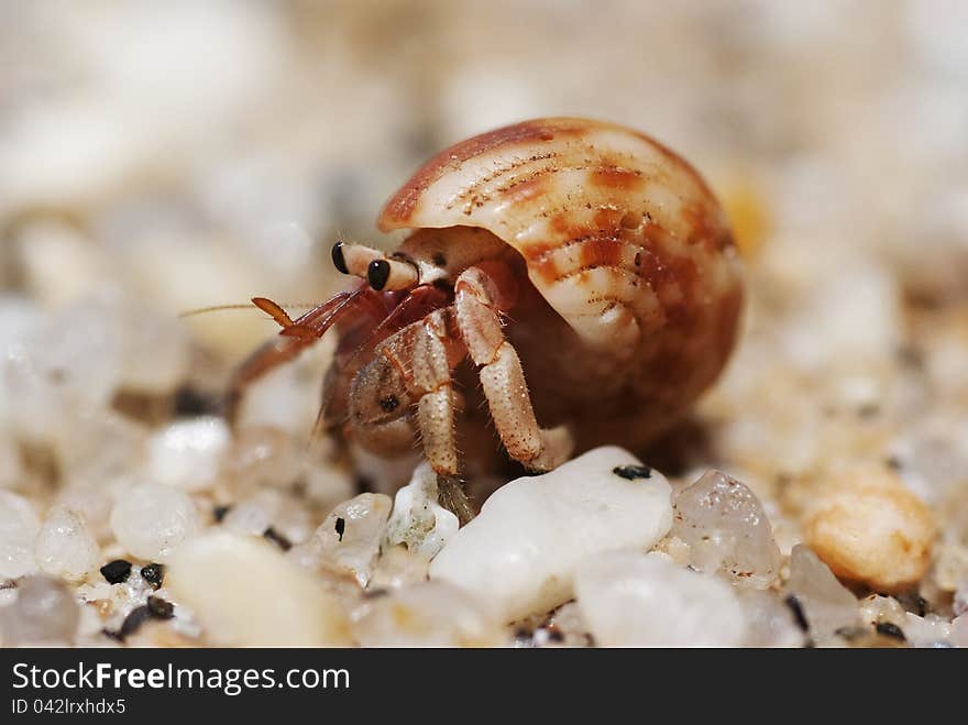 Hermit crab crawling on the beach gravels