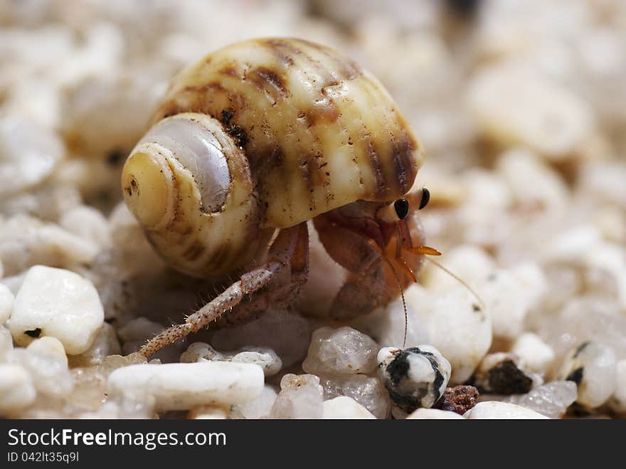 Hermit crab crawling on the beach gravels