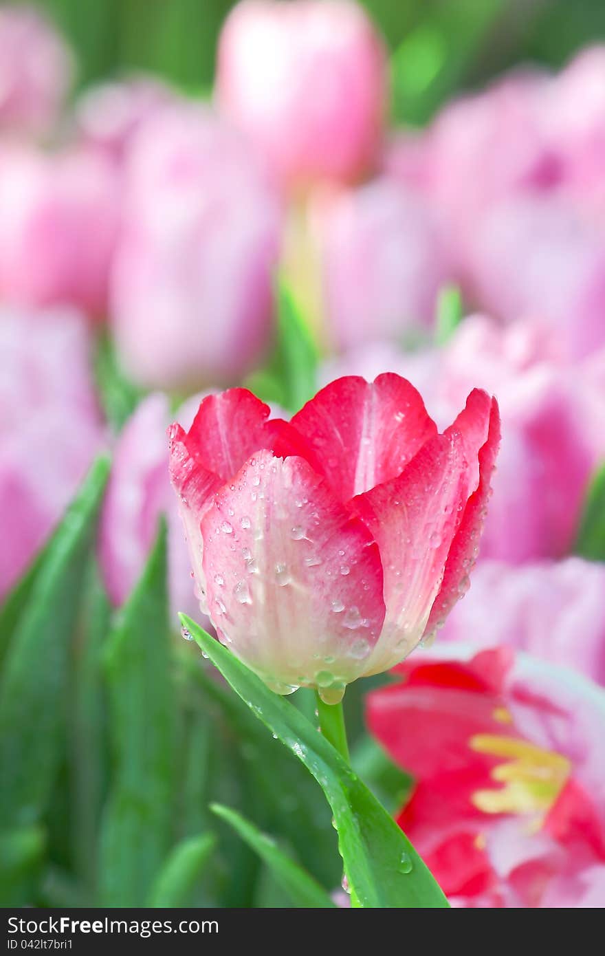 Tulips with drop of water. Taken from Chiangrai Provience, Thailand.