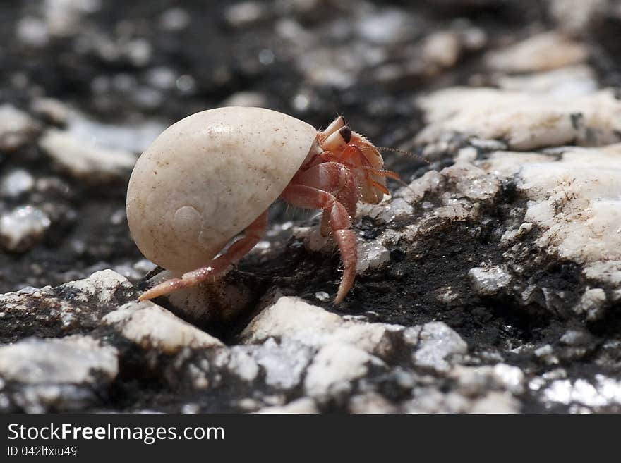 Hermit crab crawling on the beach gravels