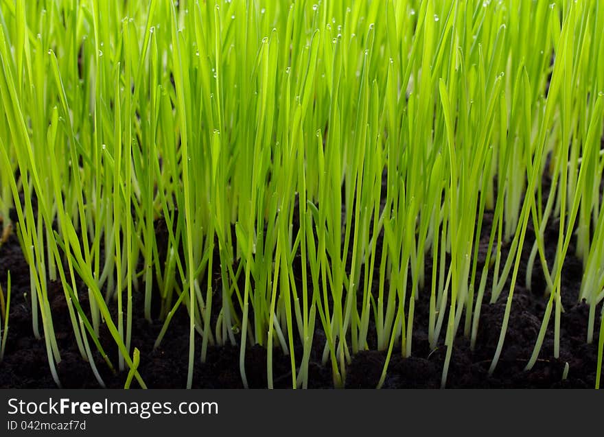 Green grass with drops and soil