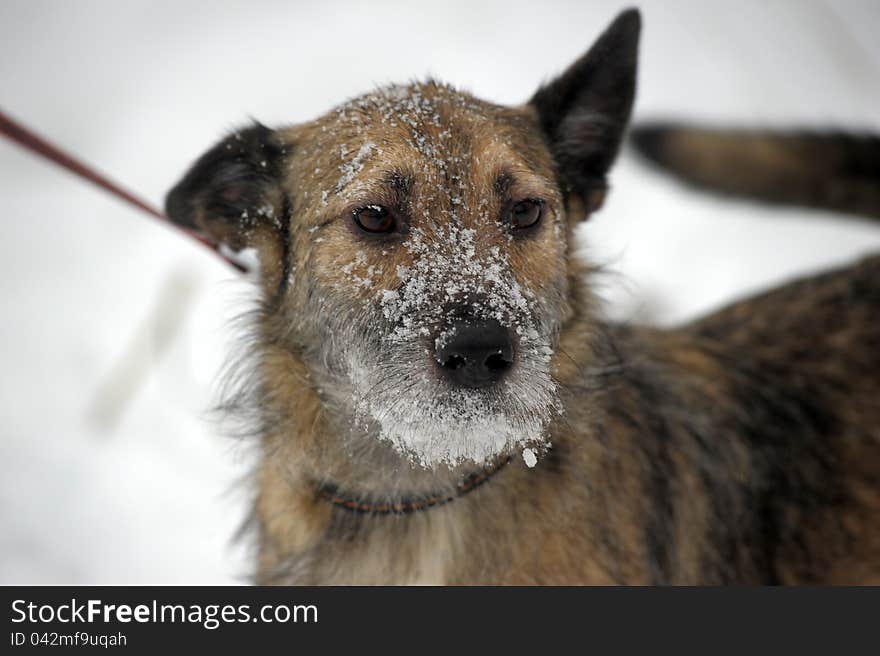 Small wire-haired terrier crossbreed in the snow. Small wire-haired terrier crossbreed in the snow