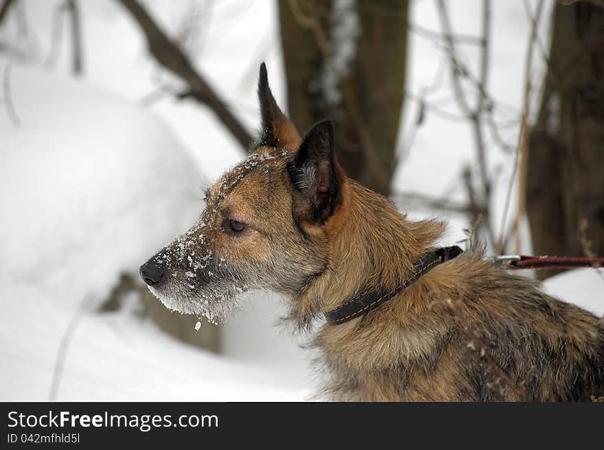 Half-breed lap dog