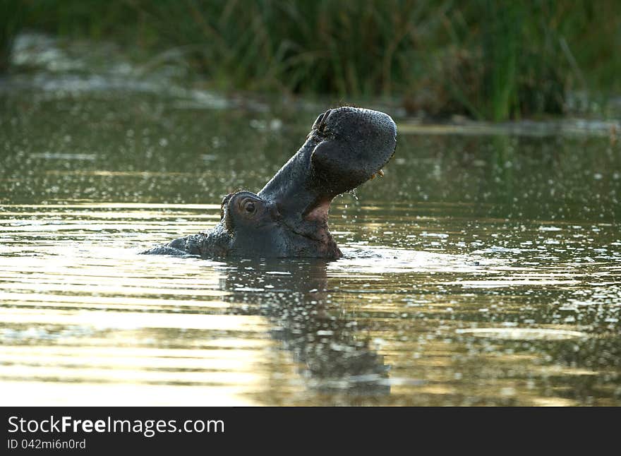Late afternoon Hippo (Hippopotamus amphibius) in the Mabalingwe Nature Reserve in South Africa. Late afternoon Hippo (Hippopotamus amphibius) in the Mabalingwe Nature Reserve in South Africa