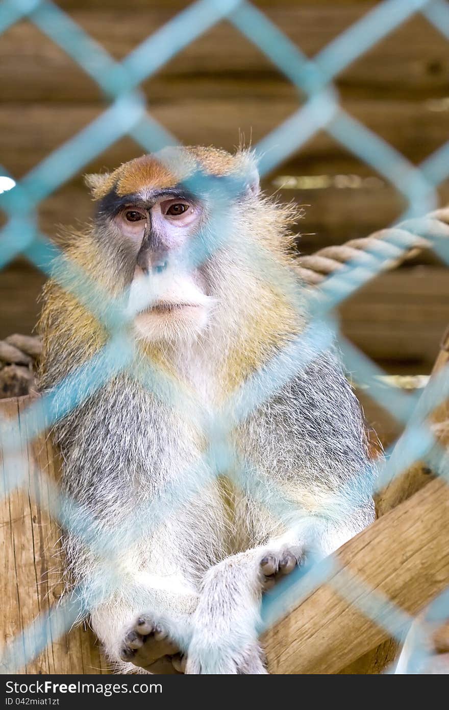 Sad orangutan sitting in his cage in the zoo. Sad orangutan sitting in his cage in the zoo.