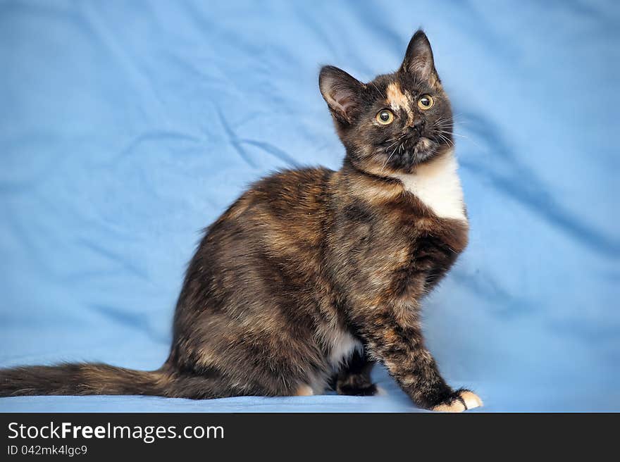 Tortoiseshell cat on a blue background