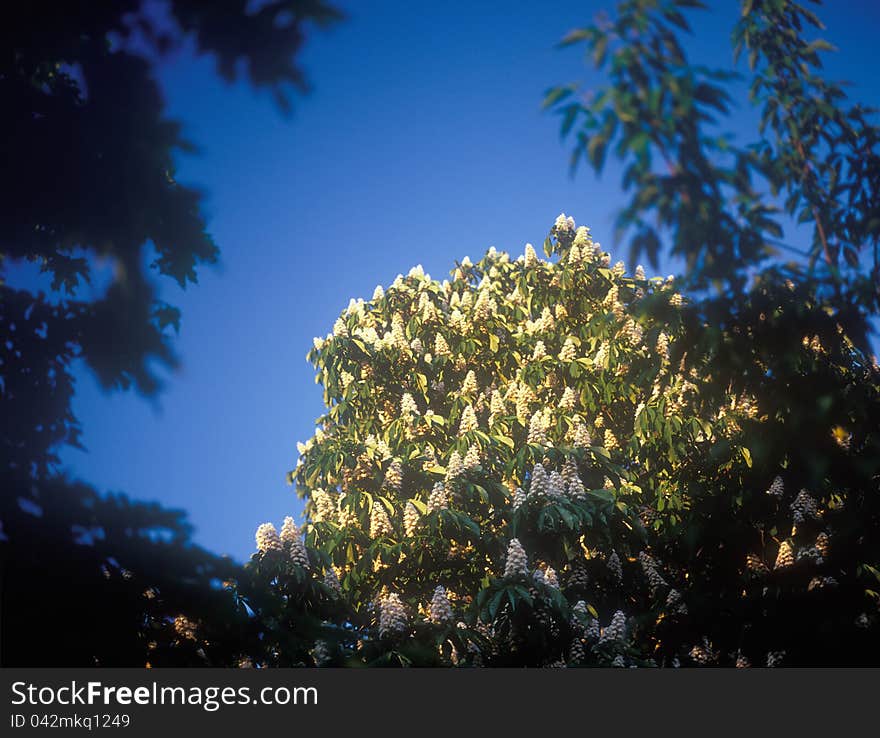 Chestnut Blossoms.