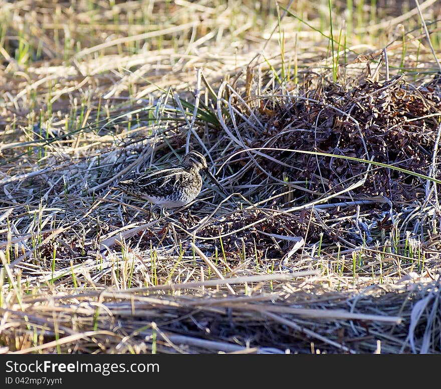 Snipe in tuscan nature oasis