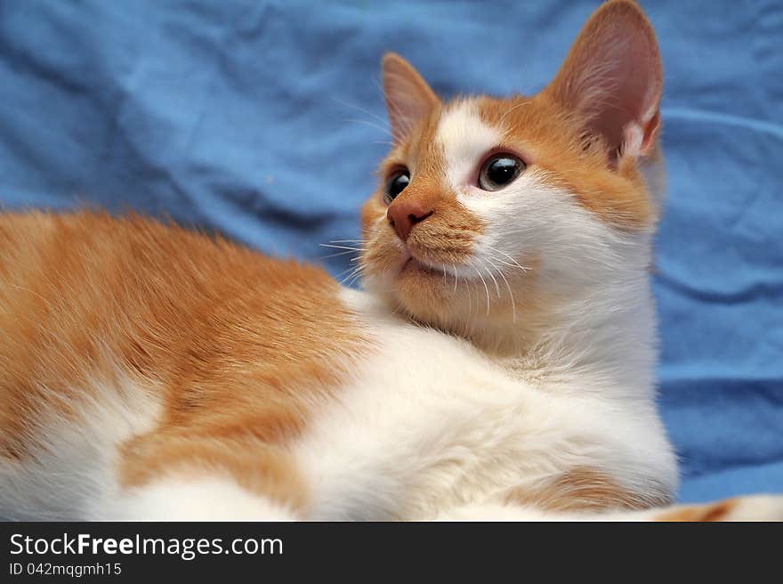 Red & white cat on a blue background