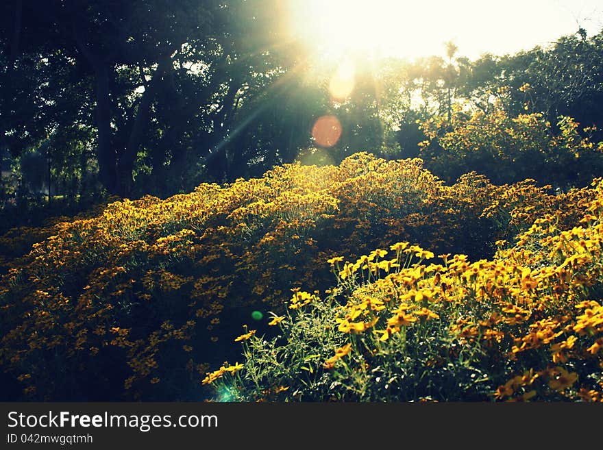 Daises In The Sun